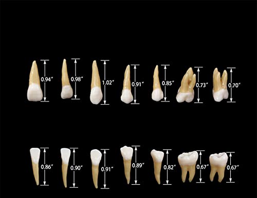 שיניים למבוגרים מודל 28 יחידות 1: 1 שיניים קבועות דגם שיניים ZYR-7008 ציוד לימוד בית ספר שרף