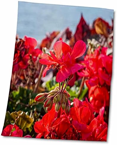 3 דרוז פרחים דקורטיביים יפים של צבע אדום, רקע אפור - מגבות
