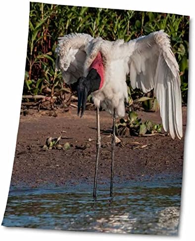 3drose jabiru Stork עם כנפיים פתוחות בנהר קויבה, פנטנל, ברזיל - מגבות